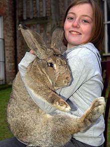 من هو أكبر أرنب في العالم؟ الأرانب العملاقة: أكثر من العديد من الكلاب