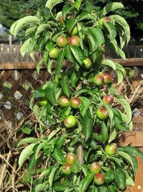 كيف ينبغي تنفيذ تغذية أشجار التفاح؟