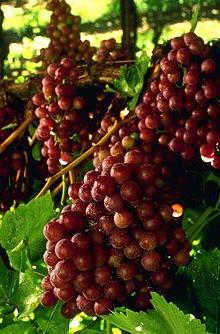العنب الكاردينال: ميزات جذابة