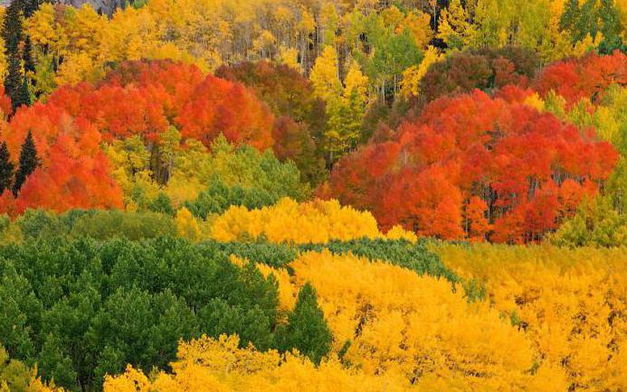 لون أوراق الأسبن في الخريف