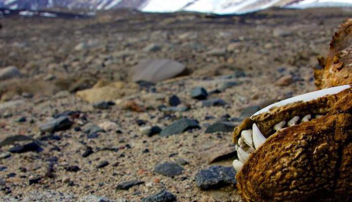 جبال ترانسانتاركتيك: الموقع، وميزات تشكيل، حقائق مثيرة للاهتمام